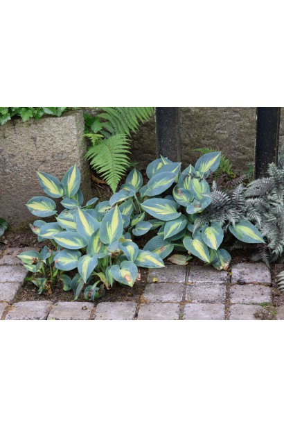 Хоста Катерина у ландшафті